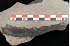 Foto (Detailansicht) von Voltzia heterophylla Brongniart (NHMW-GEO-2024-0188-10578)